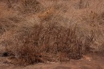 Myrothamnus flabellifolius