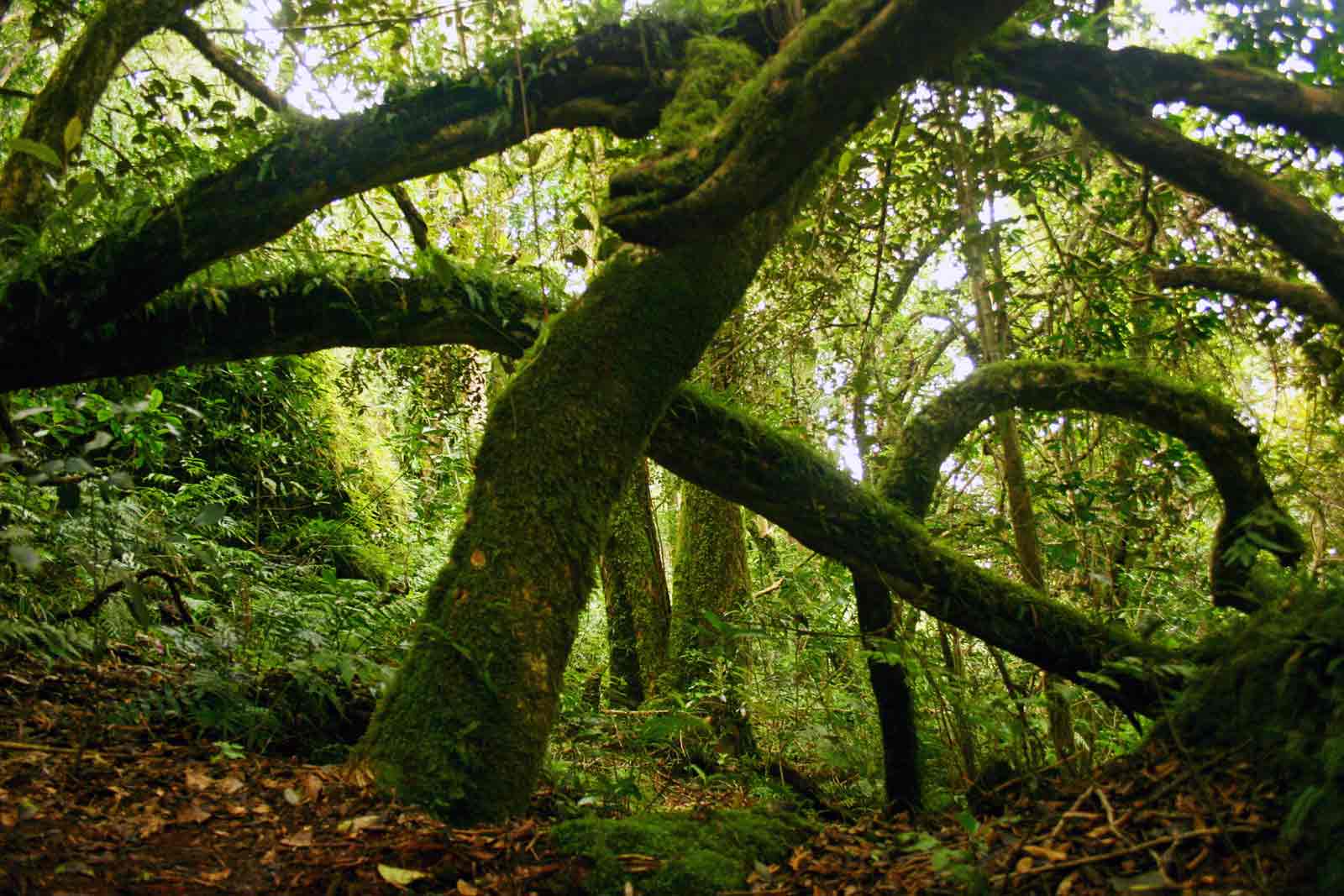 Trichocladus ellipticus subsp. malosanus Trichocladus ellipticus subsp. malosanus