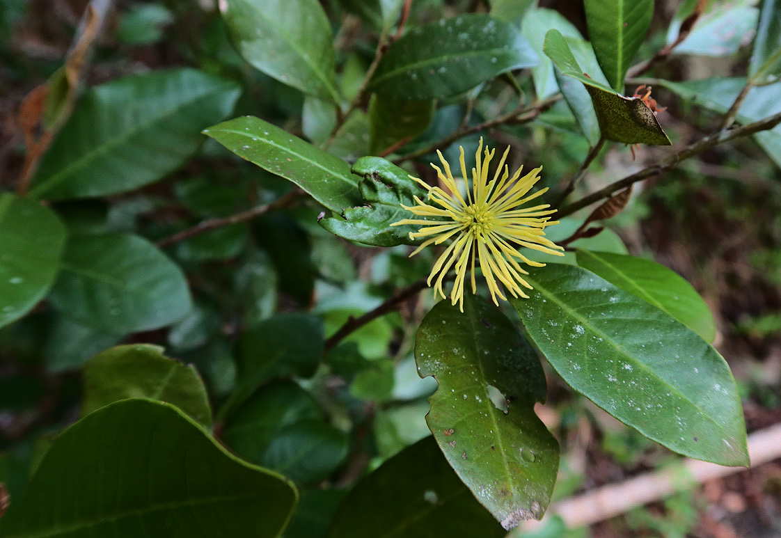 Trichocladus ellipticus subsp. malosanus Trichocladus ellipticus subsp. malosanus