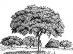 Parinari curatellifolia