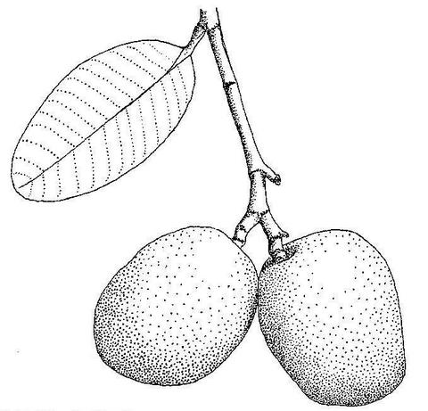 Parinari curatellifolia Parinari curatellifolia