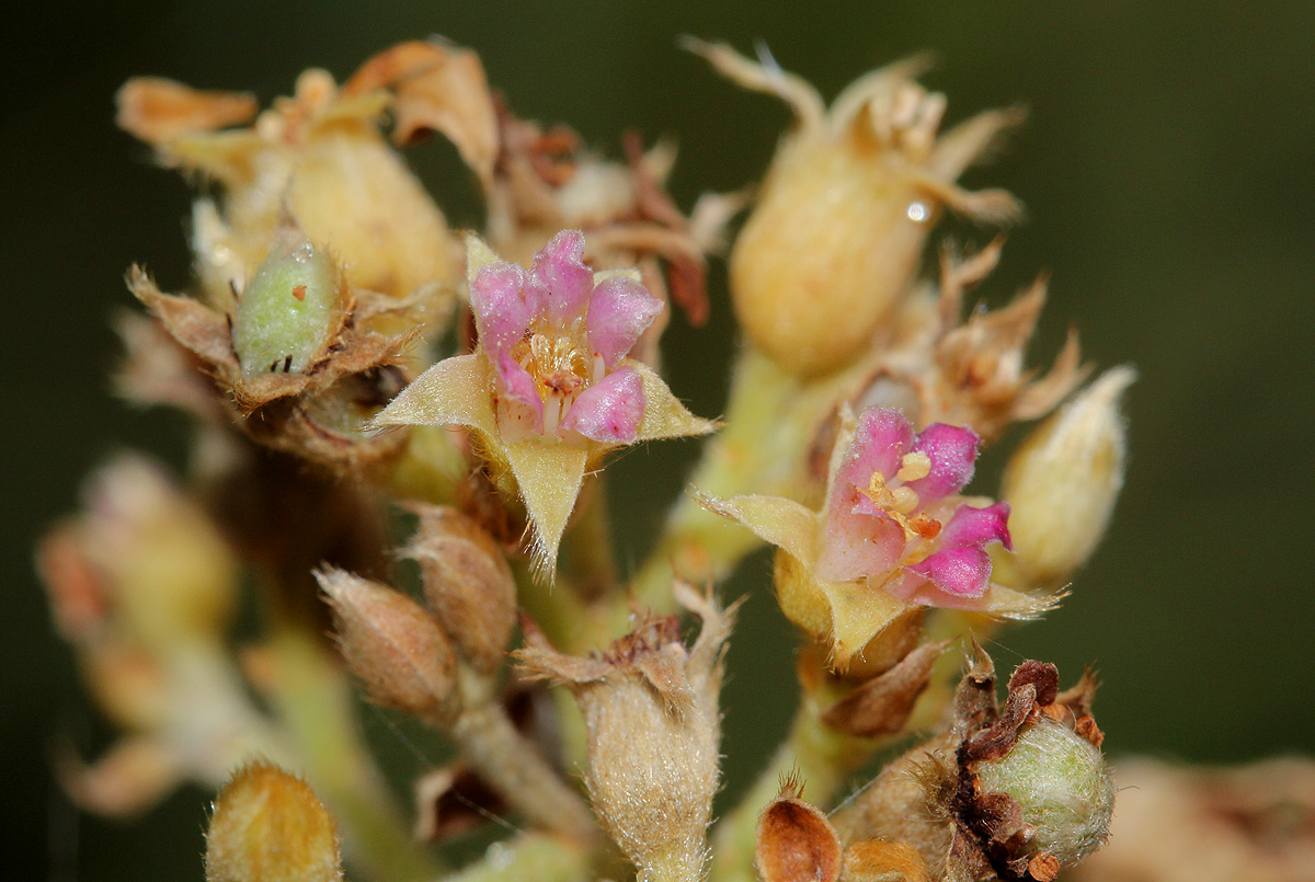 Parinari curatellifolia Parinari curatellifolia