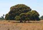 Parinari curatellifolia
