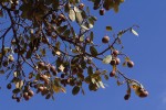 Parinari curatellifolia