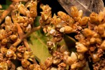Parinari curatellifolia