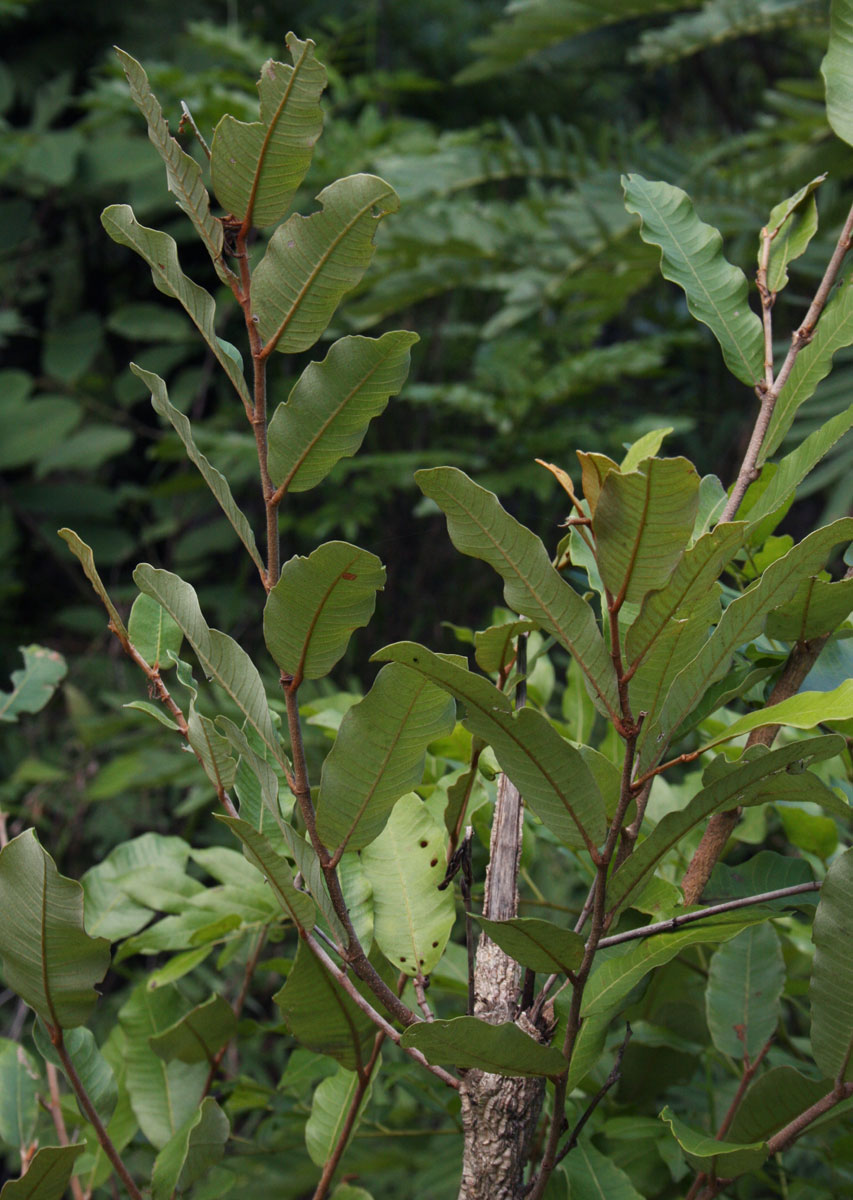 Parinari curatellifolia Parinari curatellifolia