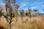 Parinari curatellifolia