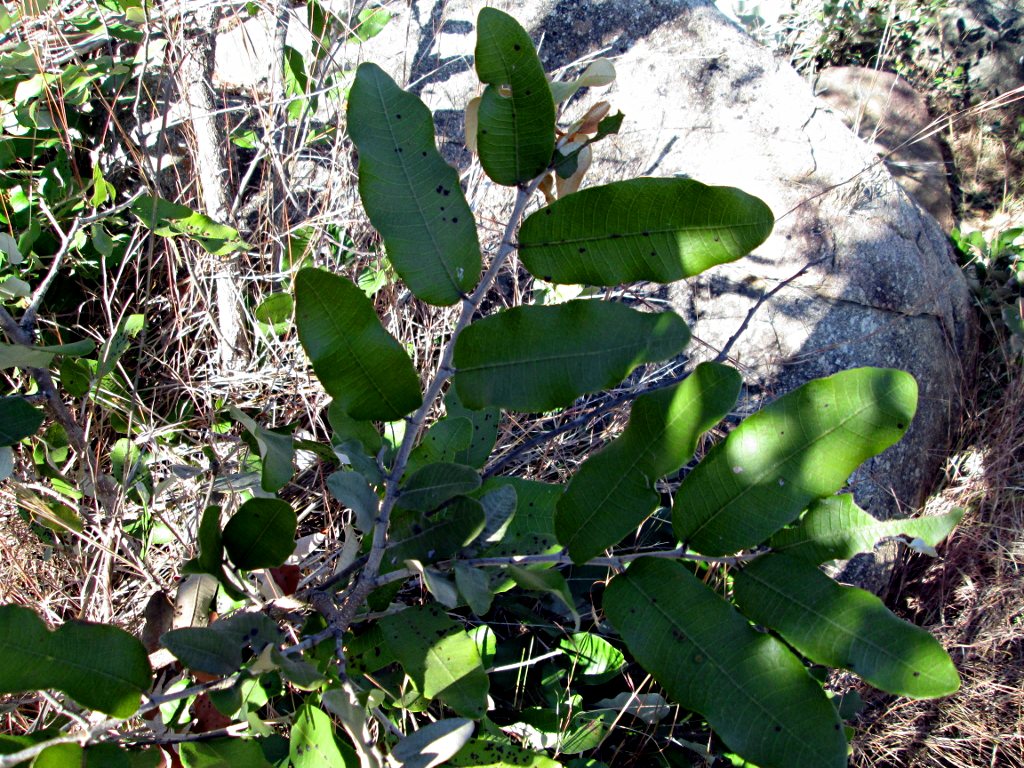 Parinari curatellifolia Parinari curatellifolia