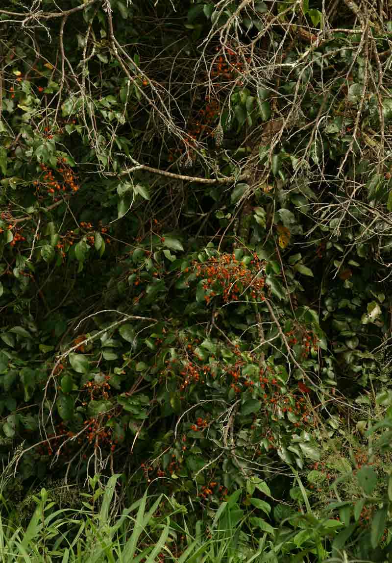 Agelaea pentagyna