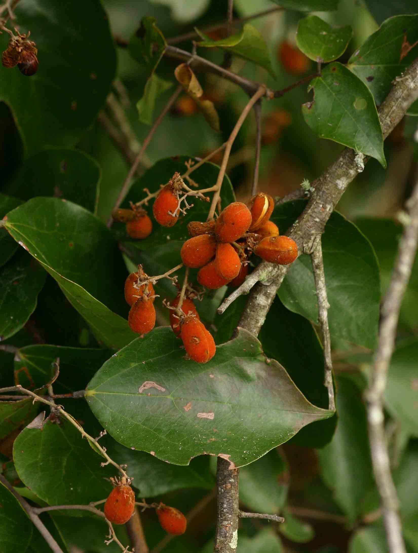Agelaea pentagyna