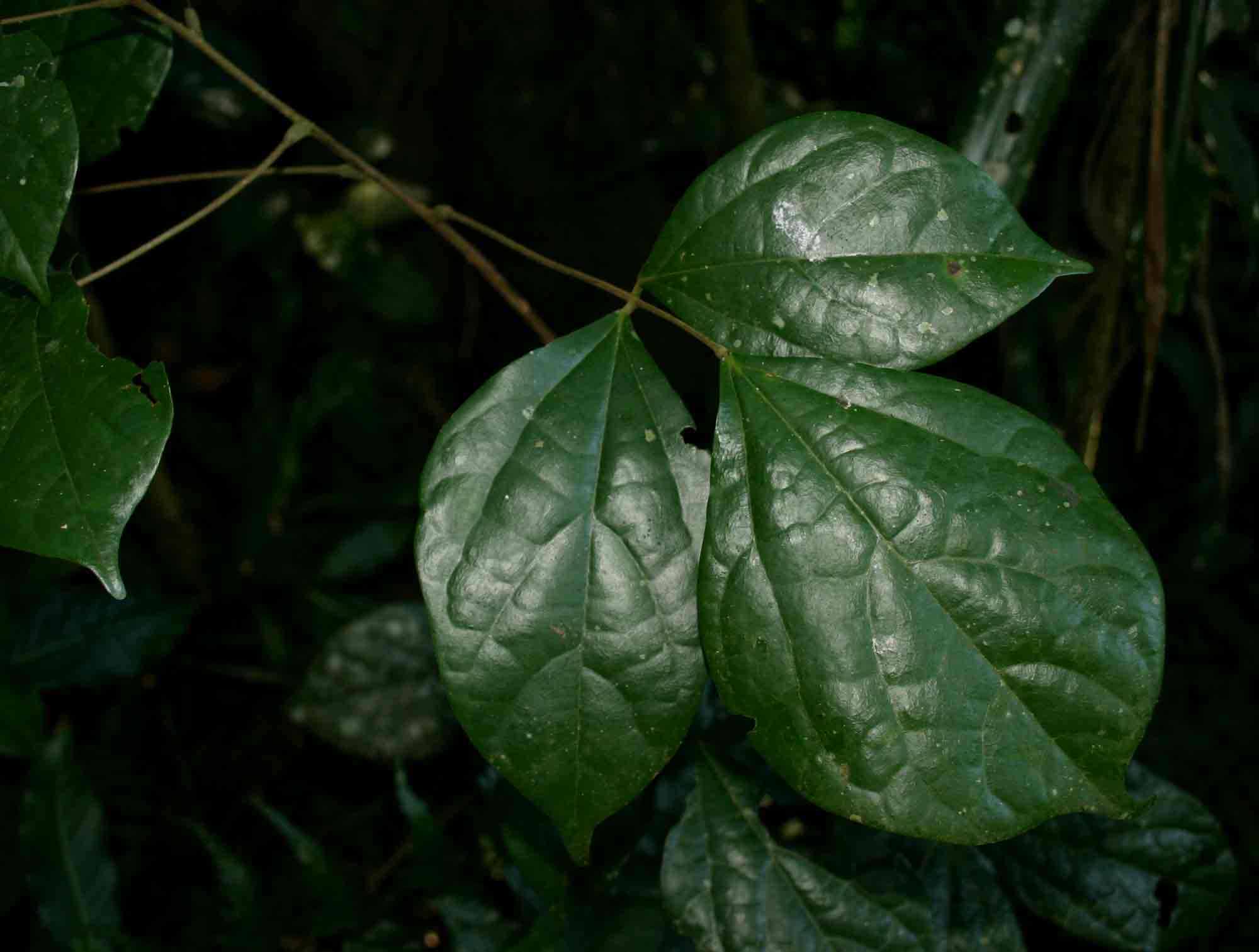 Agelaea pentagyna