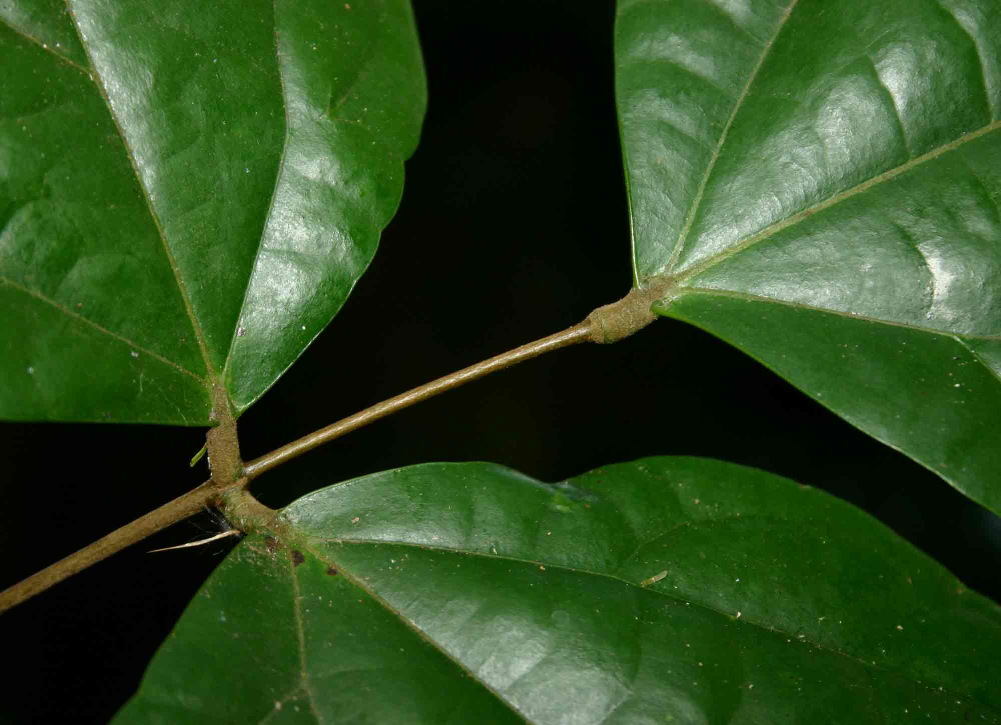 Agelaea pentagyna Agelaea pentagyna