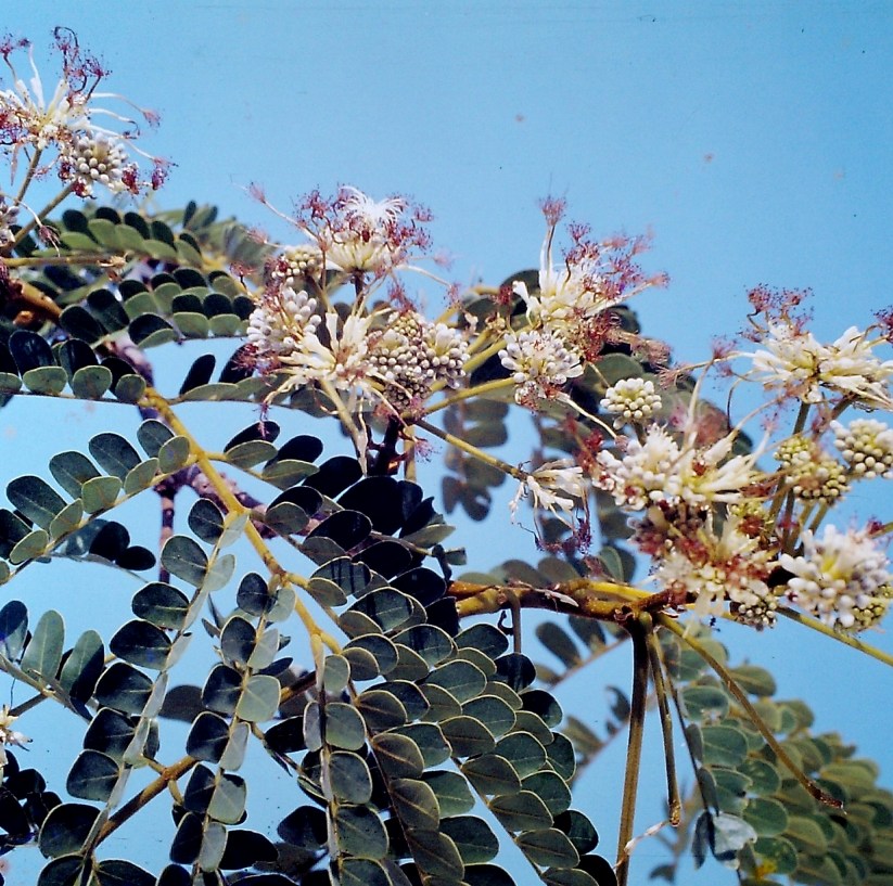 Albizia adianthifolia var. adianthifolia Albizia adianthifolia var. adianthifolia