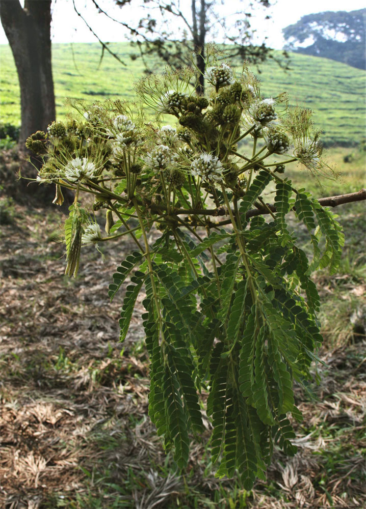Albizia adianthifolia var. adianthifolia Albizia adianthifolia var. adianthifolia