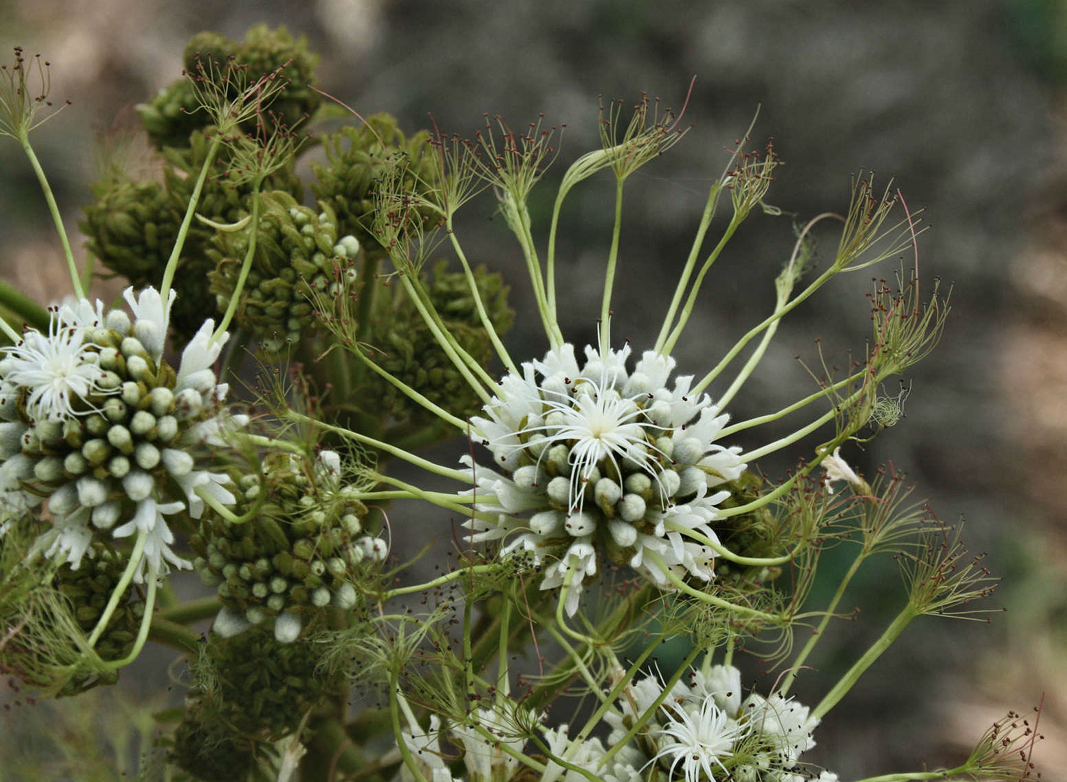 Albizia adianthifolia var. adianthifolia Albizia adianthifolia var. adianthifolia