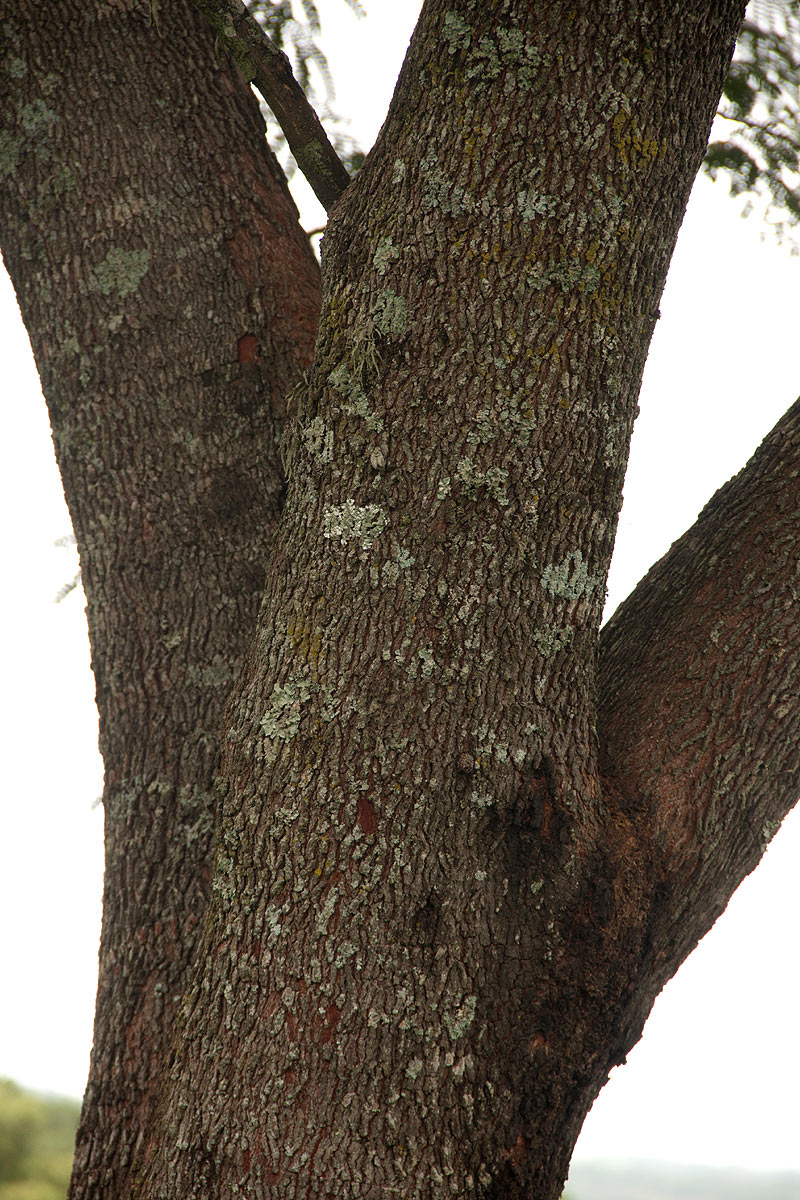 Albizia adianthifolia var. adianthifolia Albizia adianthifolia var. adianthifolia