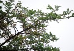Acacia abyssinica subsp. calophylla