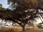 Acacia abyssinica subsp. calophylla