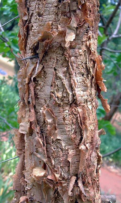 Acacia abyssinica subsp. calophylla