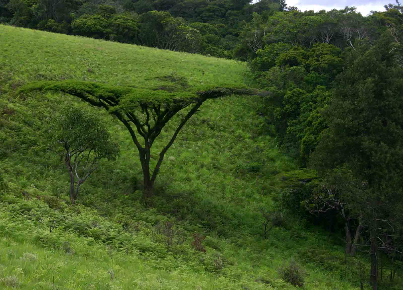 Acacia abyssinica subsp. calophylla Acacia abyssinica subsp. calophylla
