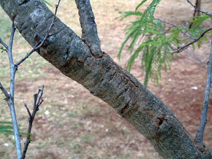 Acacia amythethophylla Acacia amythethophylla