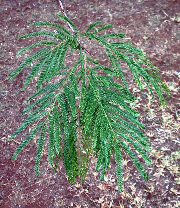 Acacia amythethophylla