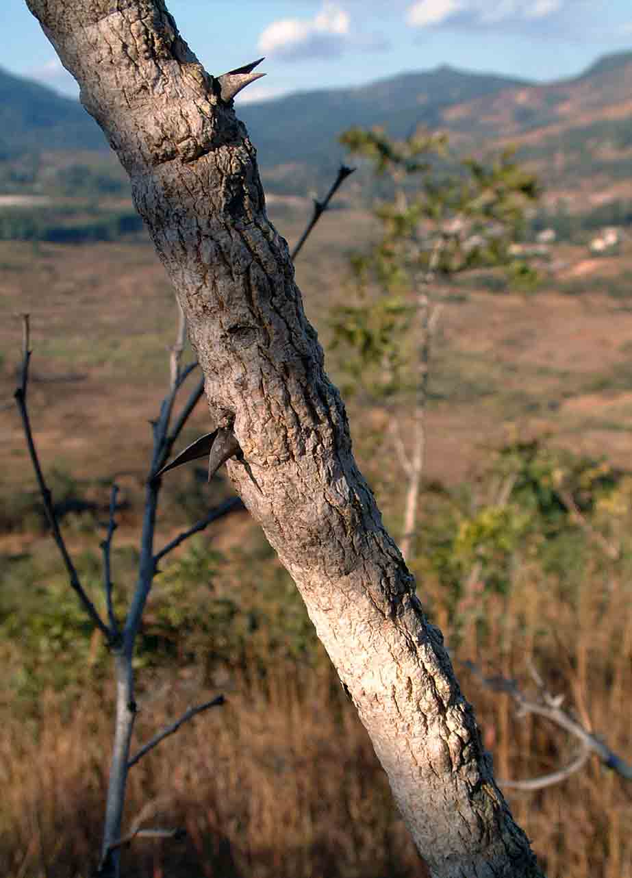 Acacia amythethophylla Acacia amythethophylla