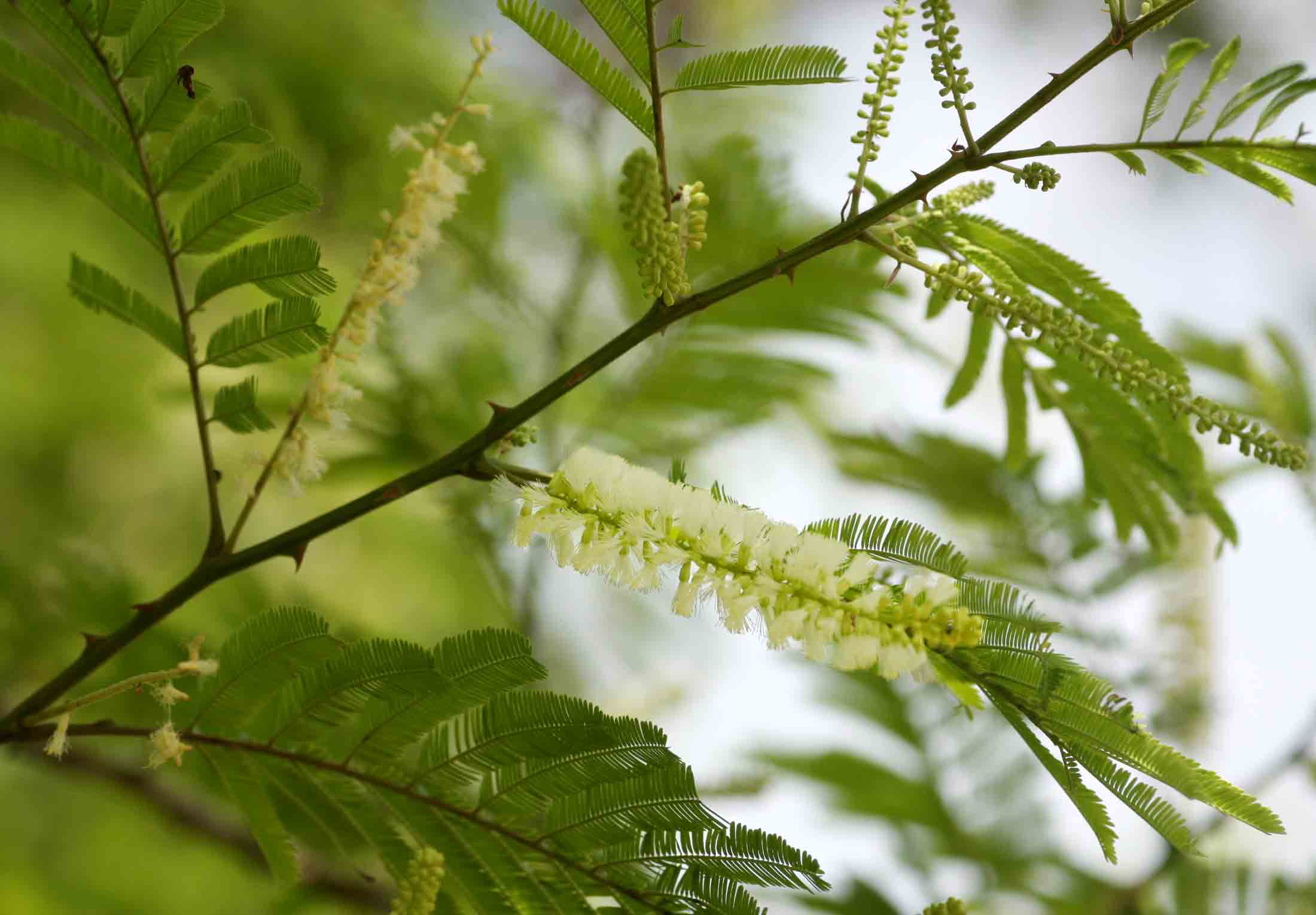 Acacia ataxacantha