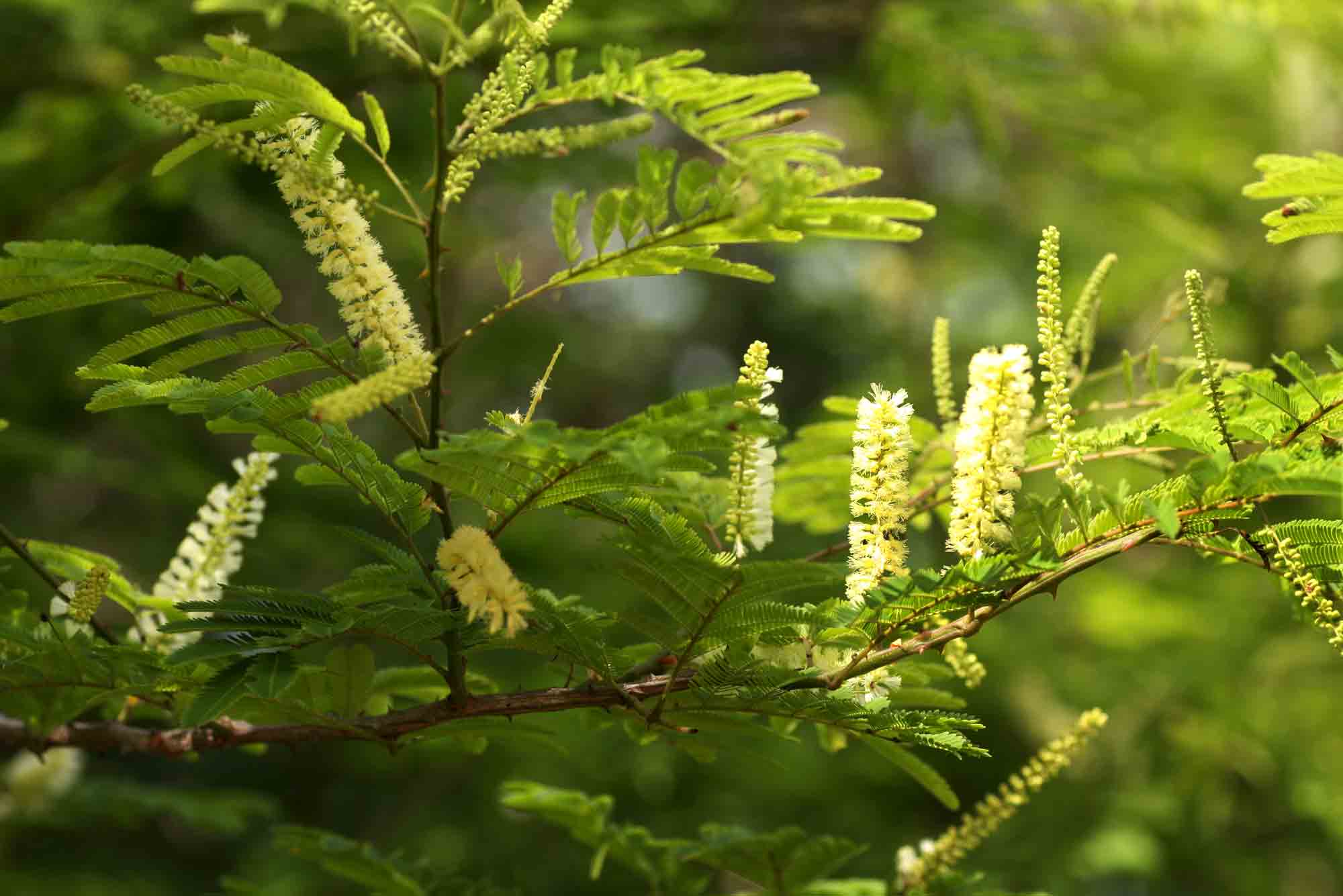 Acacia ataxacantha