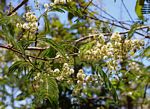 Acacia pentagona