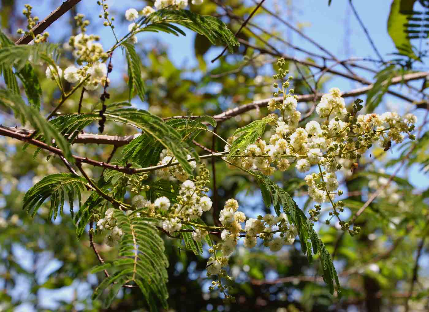 Acacia pentagona