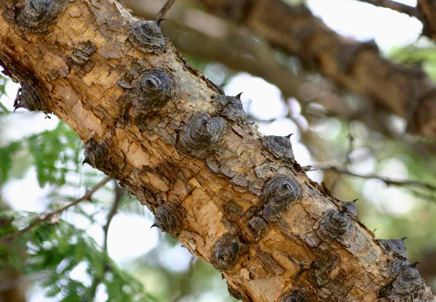 Acacia polyacantha subsp. campylacantha Acacia polyacantha subsp. campylacantha