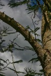 Acacia polyacantha subsp. campylacantha