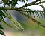 Acacia polyacantha subsp. campylacantha