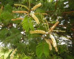 Acacia polyacantha subsp. campylacantha