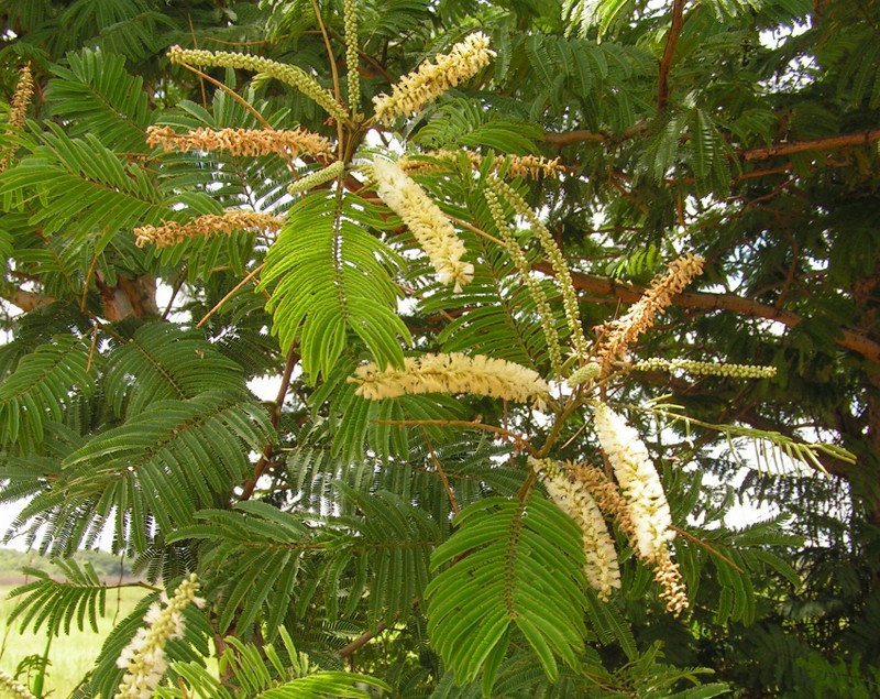 Acacia polyacantha subsp. campylacantha Acacia polyacantha subsp. campylacantha