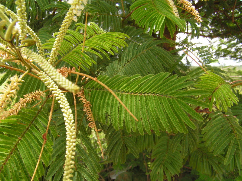 Acacia polyacantha subsp. campylacantha Acacia polyacantha subsp. campylacantha
