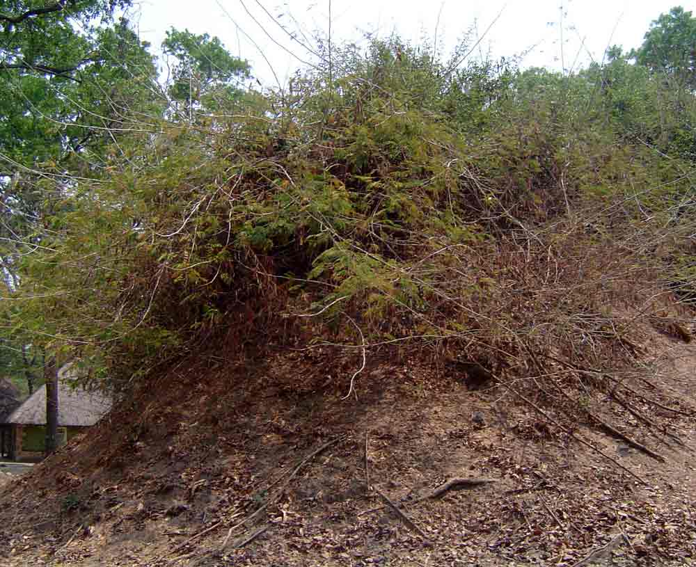 Acacia schweinfurthii Acacia schweinfurthii