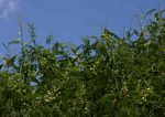 Acacia schweinfurthii