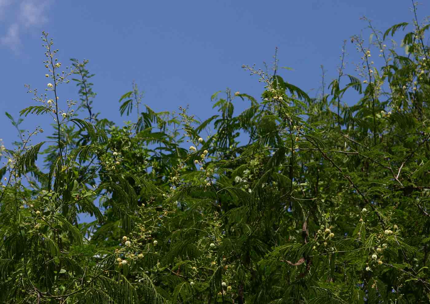 Acacia schweinfurthii Acacia schweinfurthii