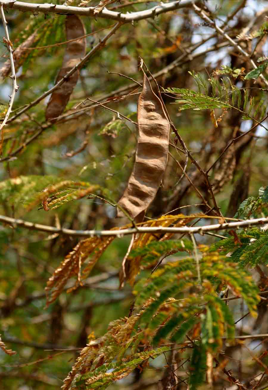 Acacia schweinfurthii Acacia schweinfurthii