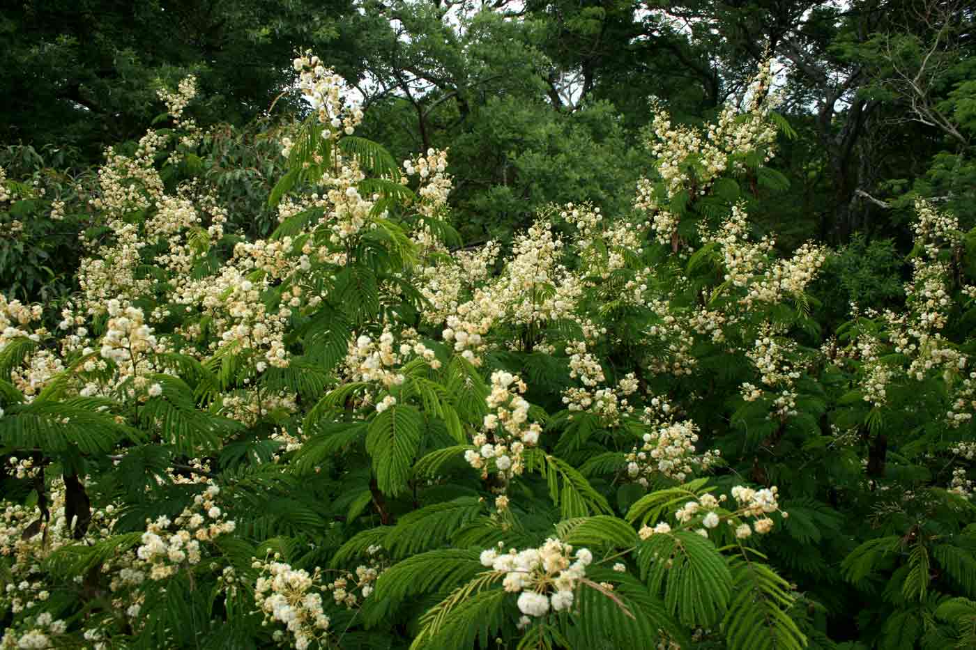 Acacia schweinfurthii Acacia schweinfurthii