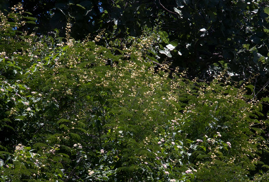 Acacia schweinfurthii Acacia schweinfurthii