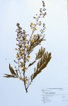 Acacia schweinfurthii
