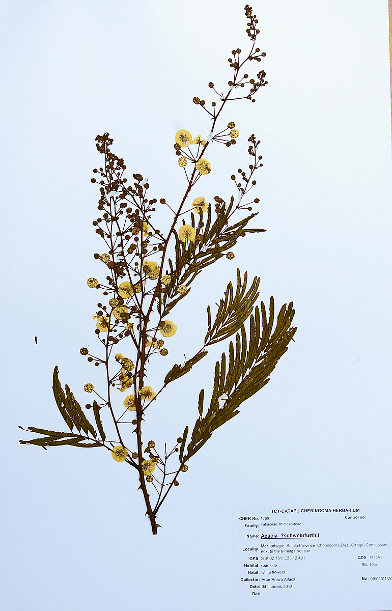 Acacia schweinfurthii Acacia schweinfurthii