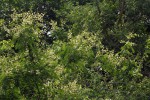 Acacia schweinfurthii