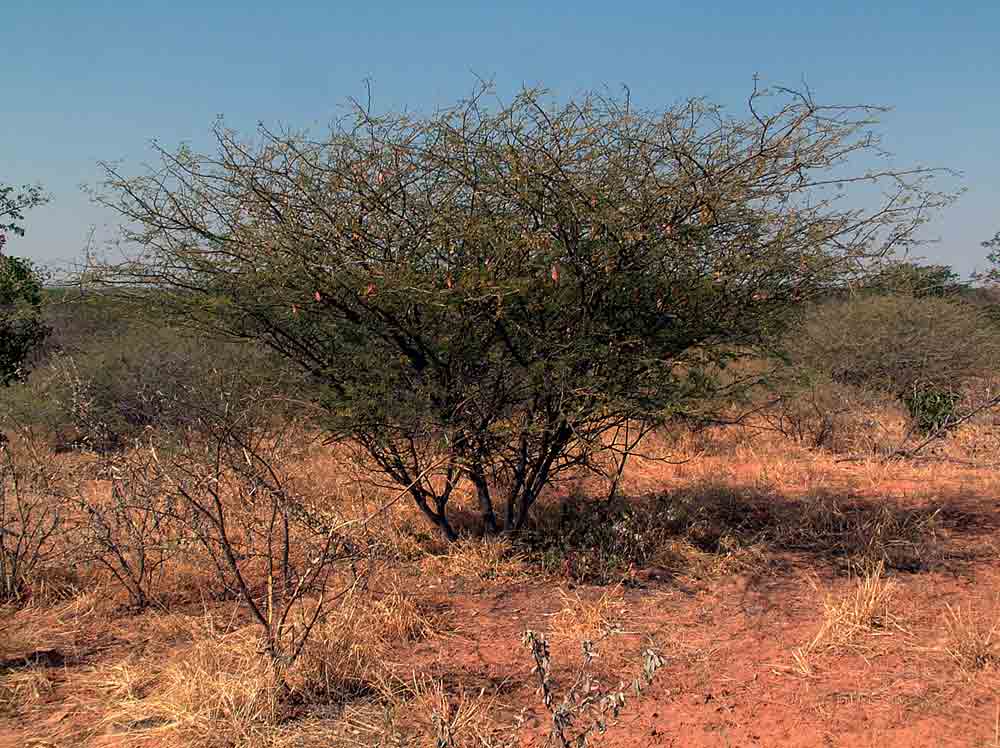 Acacia senegal var. rostrata Acacia senegal var. rostrata