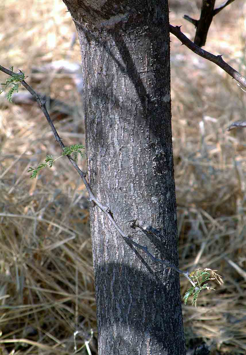 Acacia senegal var. rostrata