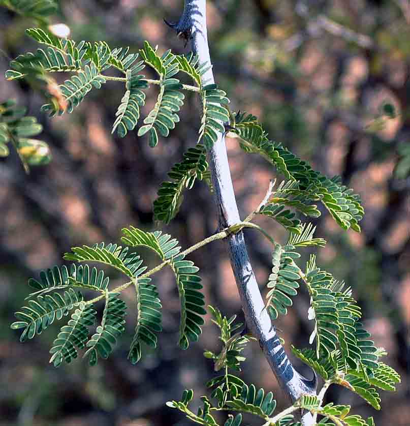 Acacia senegal var. rostrata Acacia senegal var. rostrata