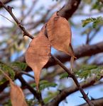 Acacia senegal var. rostrata